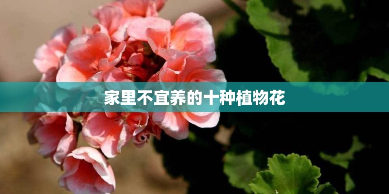 家里不宜养的十种植物花