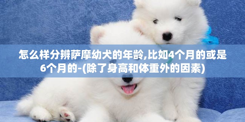 怎么样分辨萨摩幼犬的年龄,比如4个月的或是6个月的-(除了身高和体重外的因素)