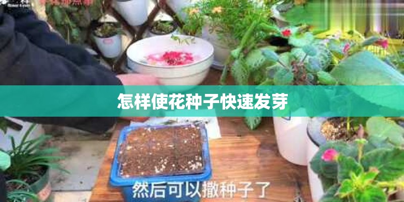 怎样使花种子快速发芽
