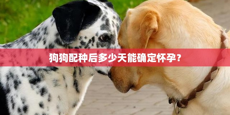 狗狗配种后多少天能确定怀孕？