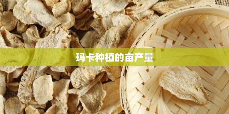 玛卡种植的亩产量
