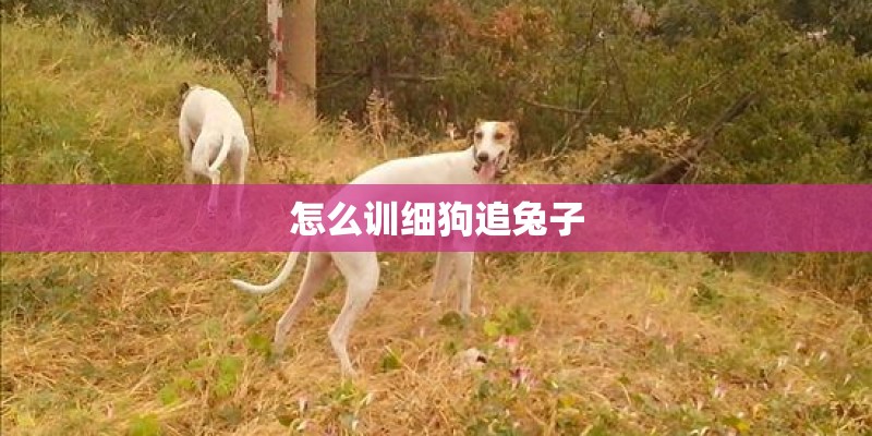 怎么训细狗追兔子