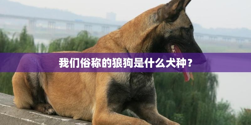 我们俗称的狼狗是什么犬种？