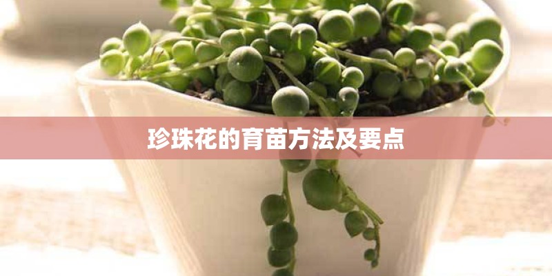 珍珠花的育苗方法及要点