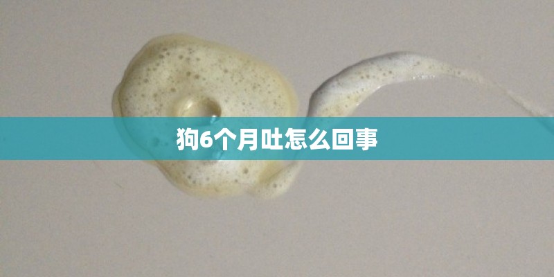 狗6个月吐怎么回事