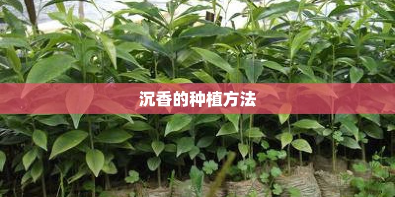 沉香的种植方法