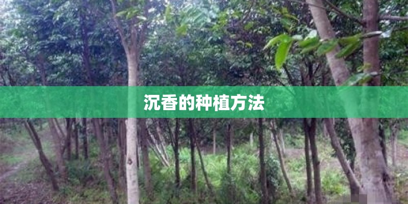沉香的种植方法