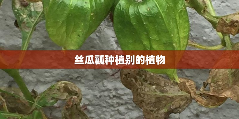 丝瓜瓤种植别的植物