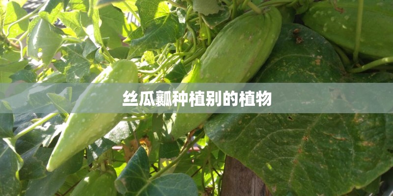 丝瓜瓤种植别的植物
