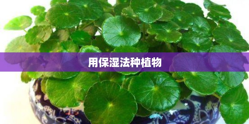 用保湿法种植物