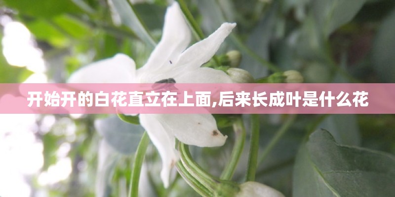 开始开的白花直立在上面,后来长成叶是什么花