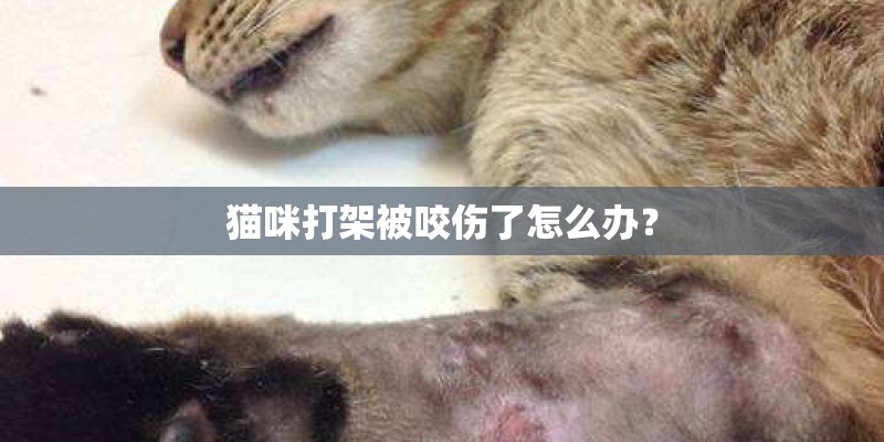 猫咪打架被咬伤了怎么办？