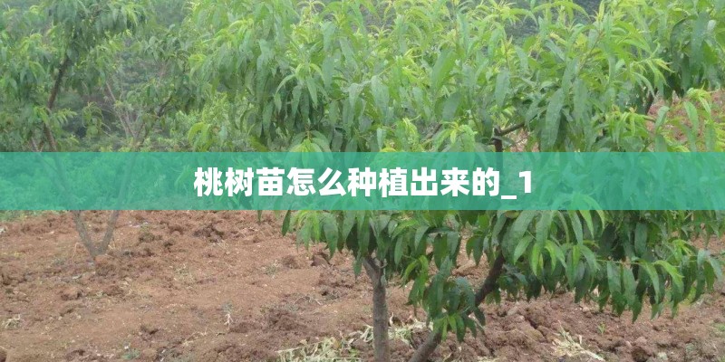 桃树苗怎么种植出来的_1