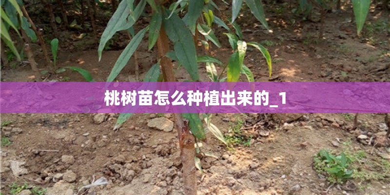 桃树苗怎么种植出来的_1