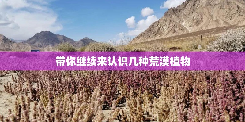 带你继续来认识几种荒漠植物