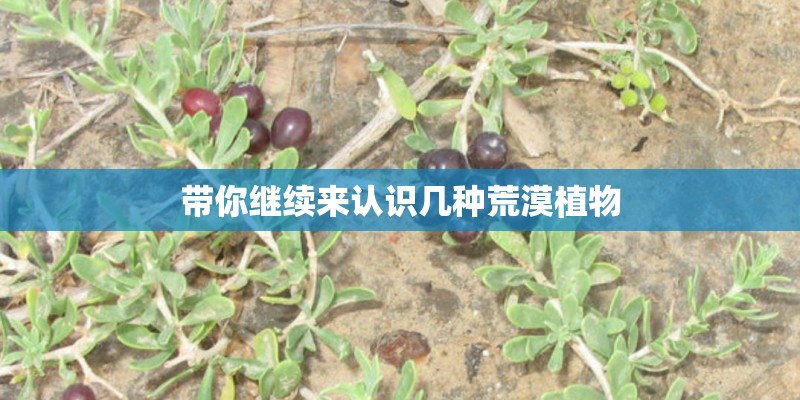 带你继续来认识几种荒漠植物