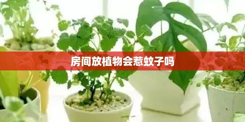 房间放植物会惹蚊子吗