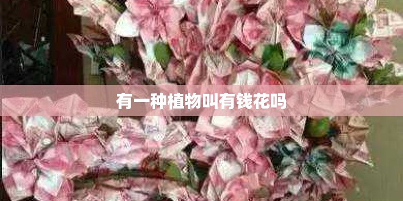 有一种植物叫有钱花吗