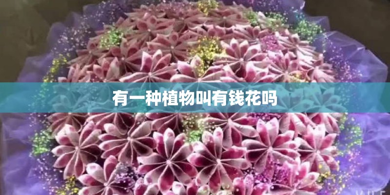 有一种植物叫有钱花吗
