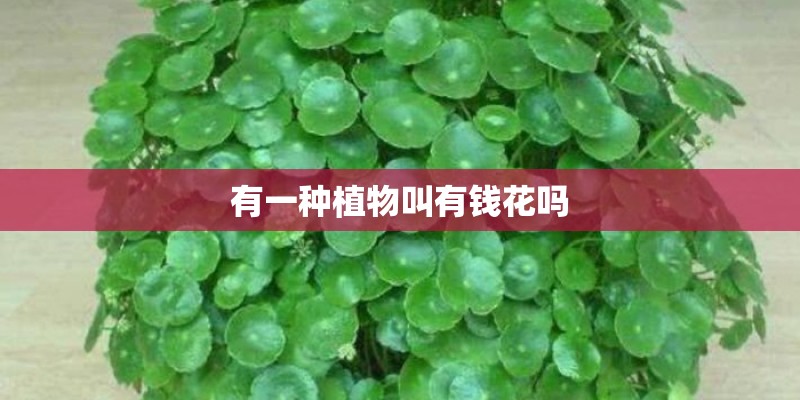 有一种植物叫有钱花吗