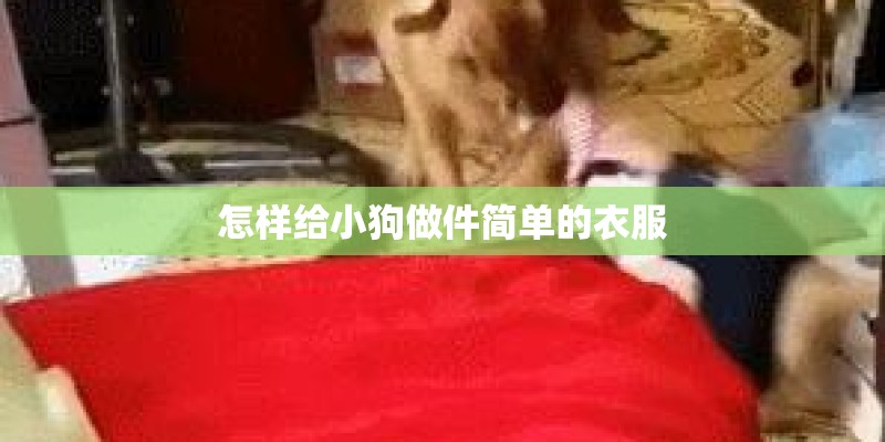 怎样给小狗做件简单的衣服