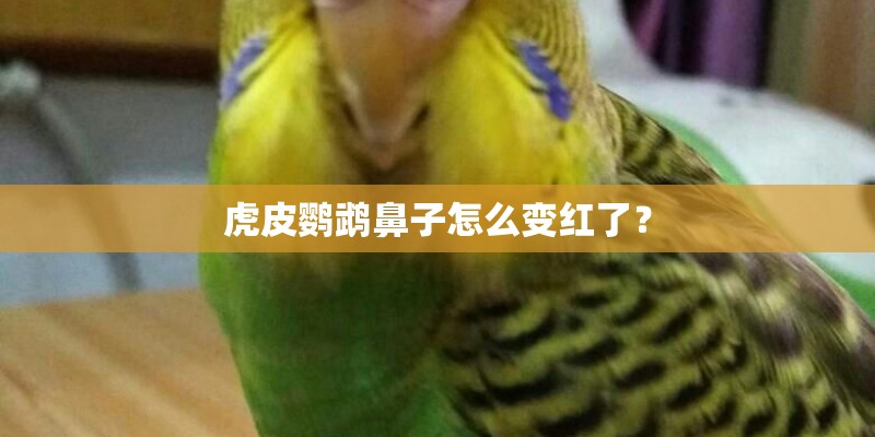 虎皮鹦鹉鼻子怎么变红了？