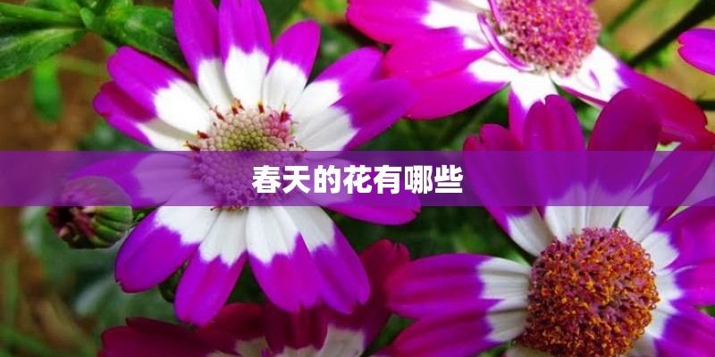 春天的花有哪些
