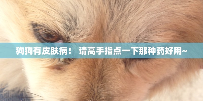 狗狗有皮肤病！ 请高手指点一下那种药好用~