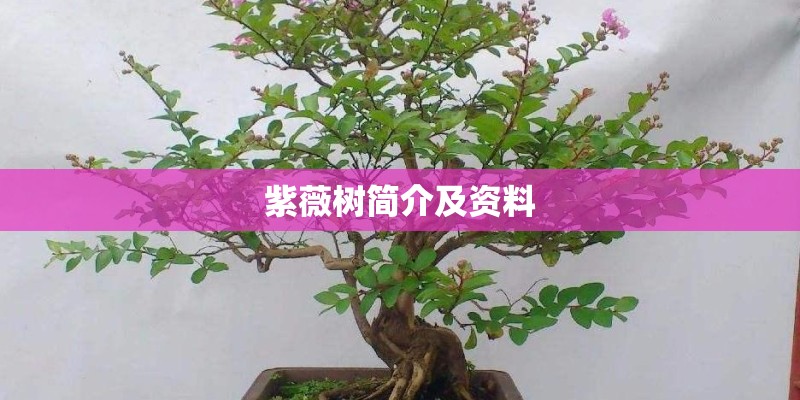 紫薇树简介及资料