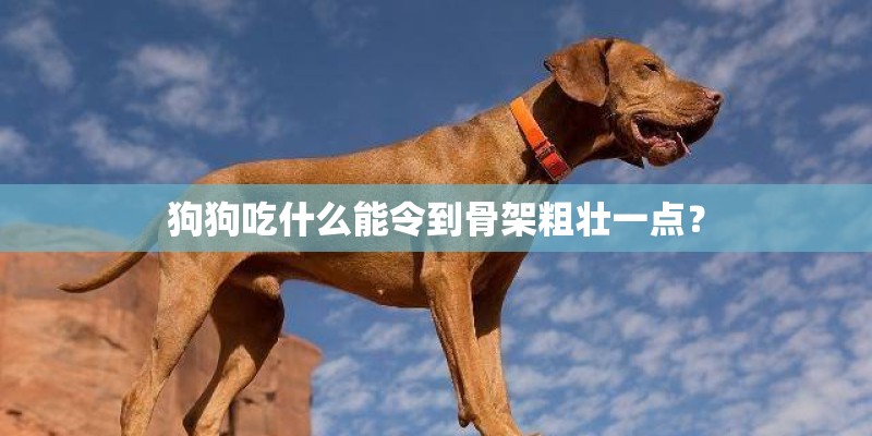 狗狗吃什么能令到骨架粗壮一点？