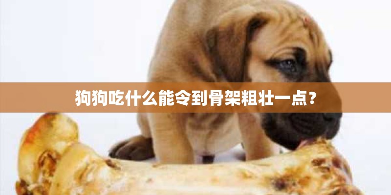 狗狗吃什么能令到骨架粗壮一点？