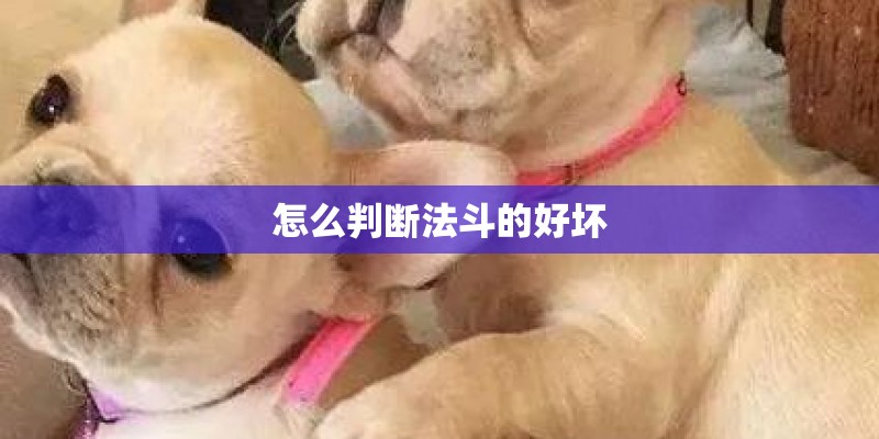 怎么判断法斗的好坏