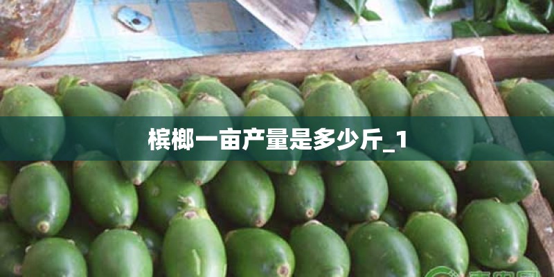 槟榔一亩产量是多少斤_1