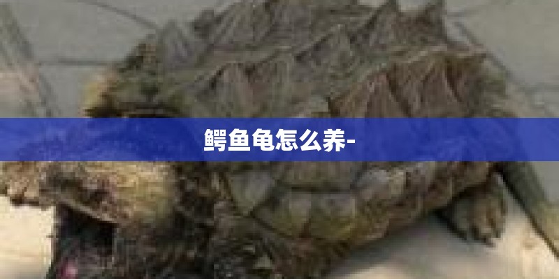 鳄鱼龟怎么养-