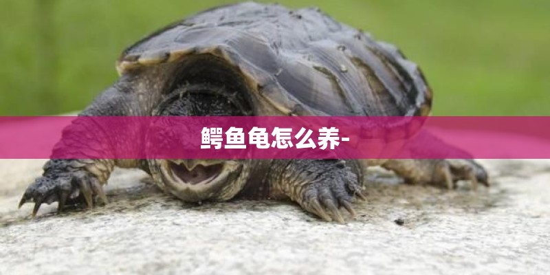鳄鱼龟怎么养-