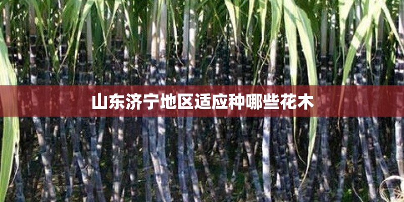 山东济宁地区适应种哪些花木