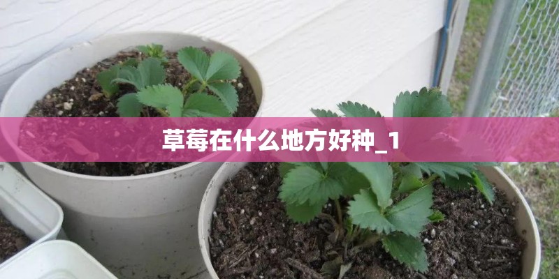 草莓在什么地方好种_1