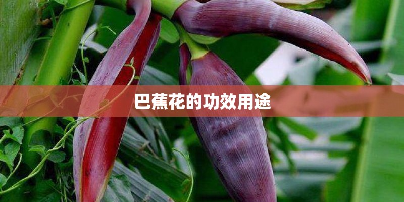 巴蕉花的功效用途