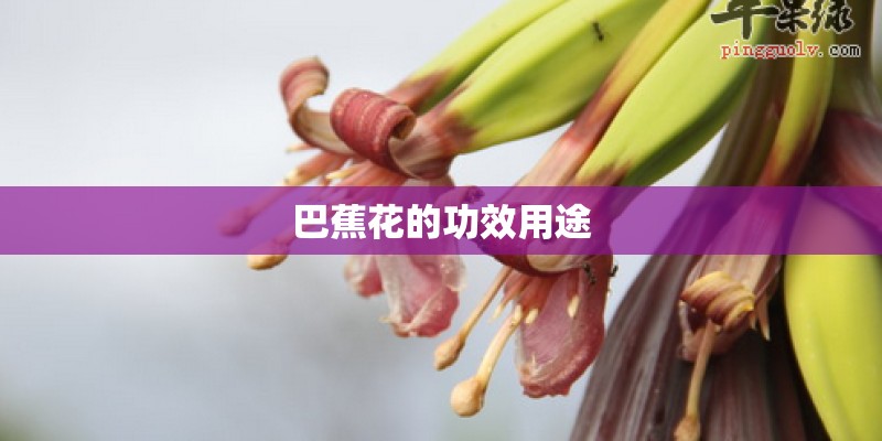 巴蕉花的功效用途