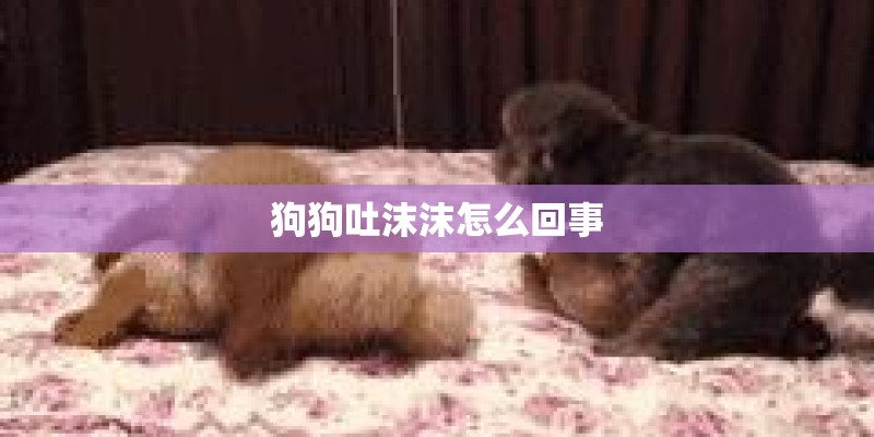 狗狗吐沫沫怎么回事