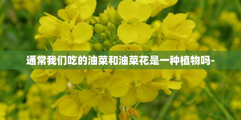 通常我们吃的油菜和油菜花是一种植物吗-