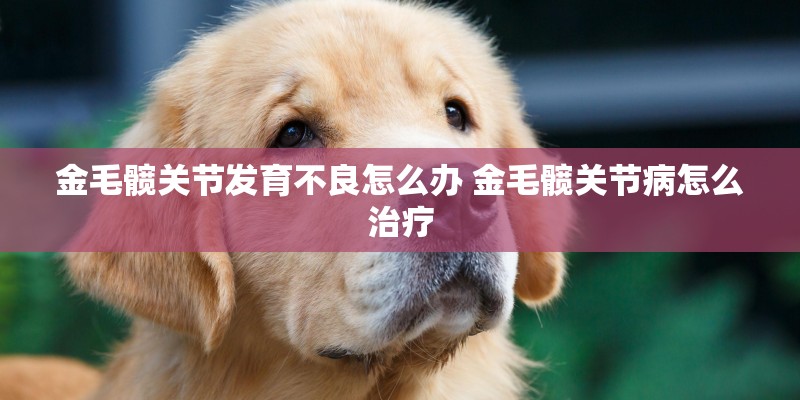 金毛髋关节发育不良怎么办 金毛髋关节病怎么治疗