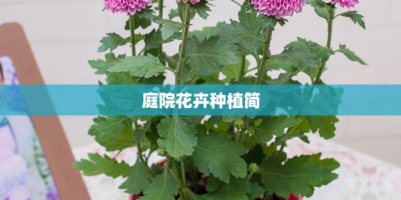 庭院花卉种植简