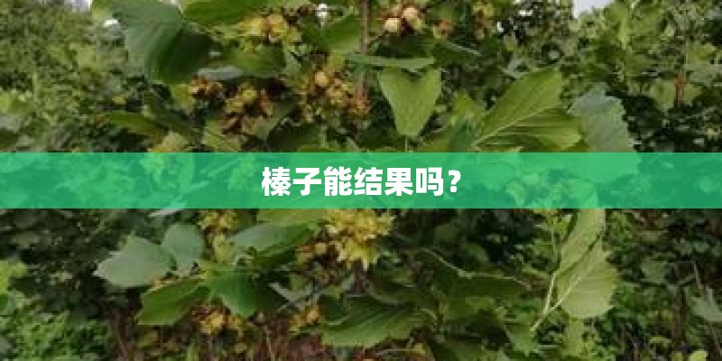 榛子能结果吗？