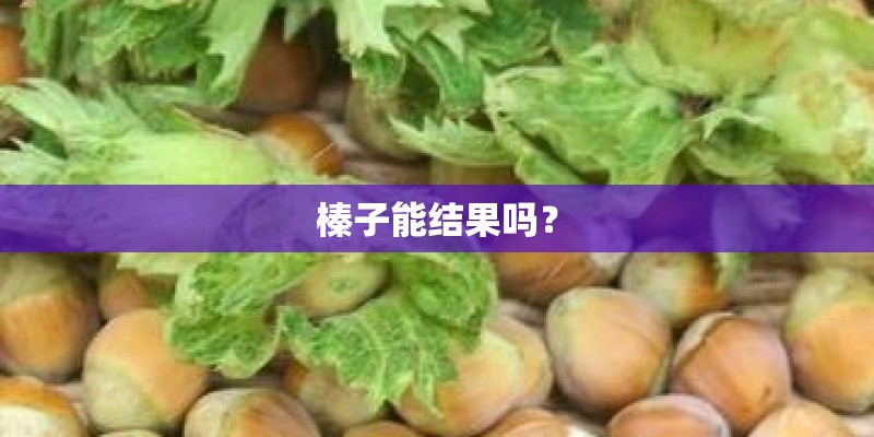 榛子能结果吗？