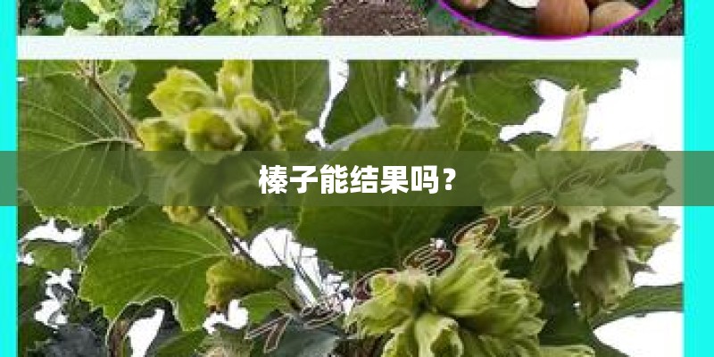 榛子能结果吗？