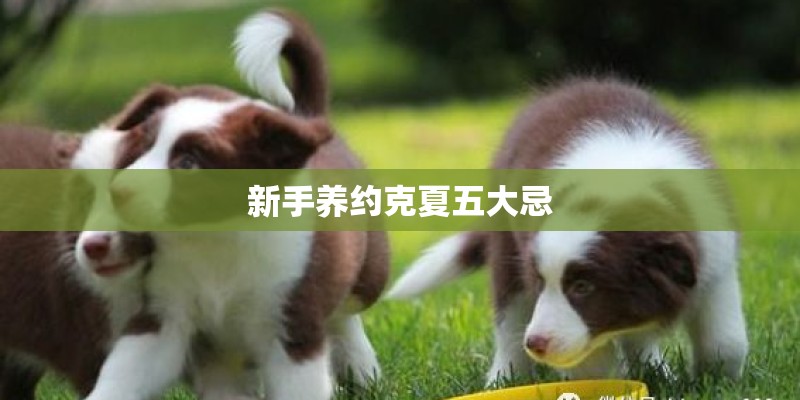 新手养约克夏五大忌 新手养约克夏五大忌