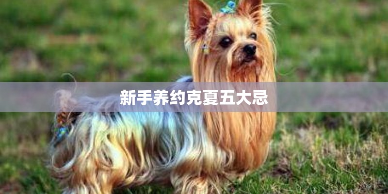 新手养约克夏五大忌 新手养约克夏五大忌