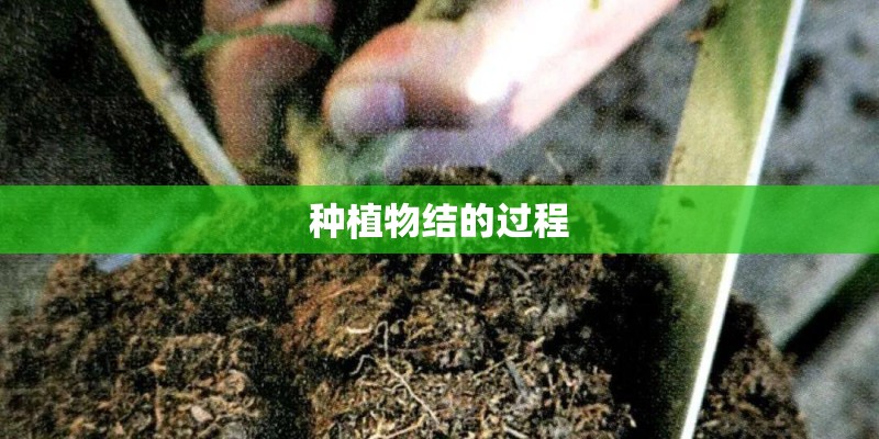 种植物结的过程