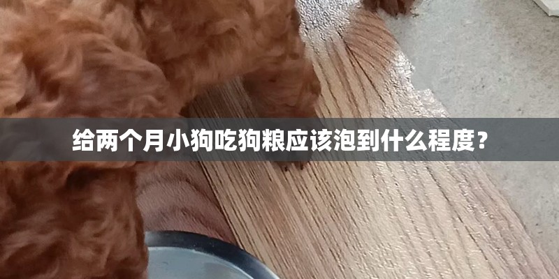 给两个月小狗吃狗粮应该泡到什么程度？